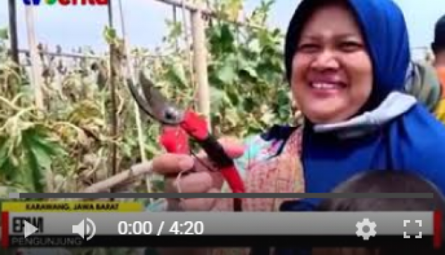 Agrowisata Petik Buah Melon ERNI F1